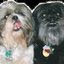 Amy O's dogs - Winners of the BlueRay DVD GiveAway of SantaPaws2-The Santa Pups